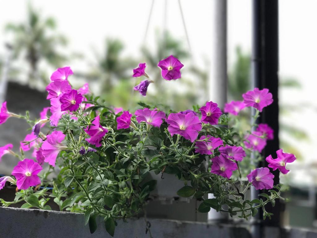 Thao Nguyen Phat Homestay Hội An Buitenkant foto